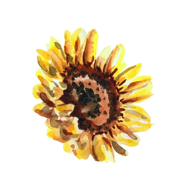 Aquarell Sonnenblume isoliert auf weißem Hintergrund — Stockfoto