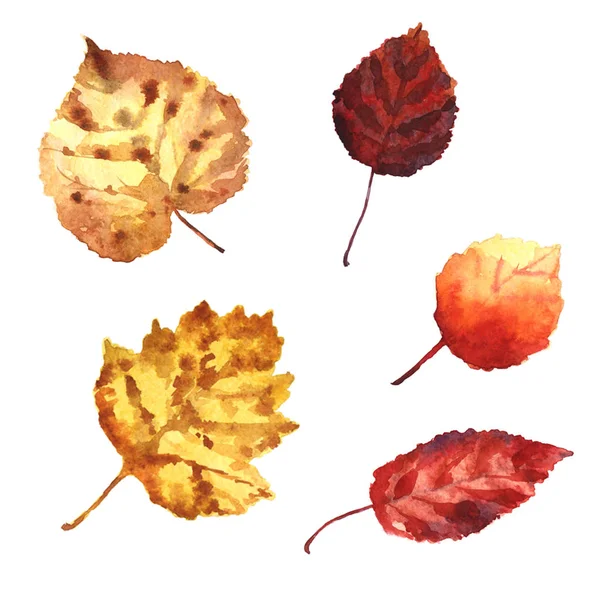 Watercolor autumn leaves isolated on a white background — Stock Photo, Image