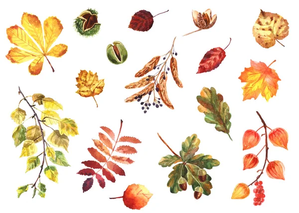 Watercolor autumn set of leaves and nuts isolated on a white background — Stock Photo, Image