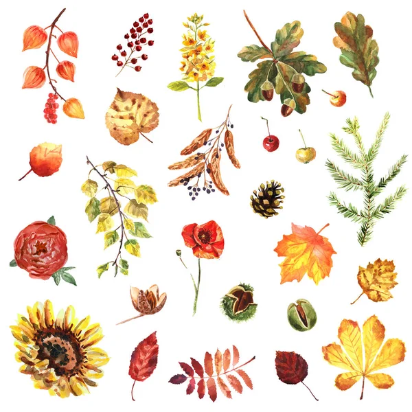 Conjunto de outono aquarela de folhas, flores, bagas e nozes isoladas em um fundo branco — Fotografia de Stock
