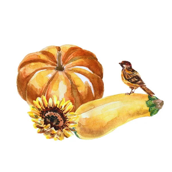 Akvarell kompozíció sütőtök, squash, napraforgó-és veréb — Stock Fotó