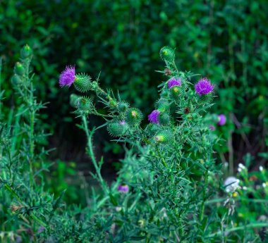 soğuk renklerde çiçeklerle akşam yaz alanı boyunca yürümek