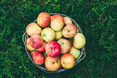 Yeşil çim bir arka plan üzerinde bir demir kova rustik elma