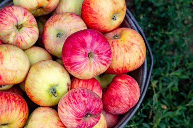 Yeşil çim bir arka plan üzerinde bir demir kova rustik elma