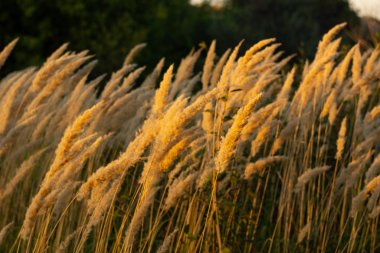 Uzun otlu bir tarlada yaz manzarası