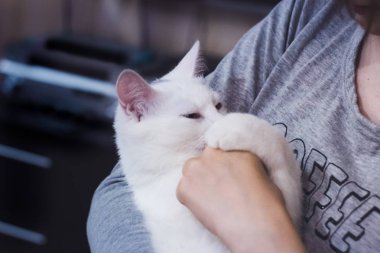 Bir kızın kollarında beyaz kedi