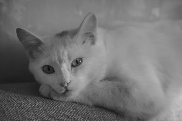 黄色い目の白猫のクローズアップポートレート — ストック写真