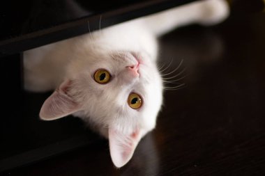 Beyaz bir kedinin portresi, sarı gözlü, koyu bir arka planda.