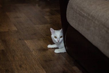 Siyah arka planda sarı gözlü beyaz bir kedinin portresi. Beyaz kedi izliyor. Kameraya bak. Kahverengi arkaplan