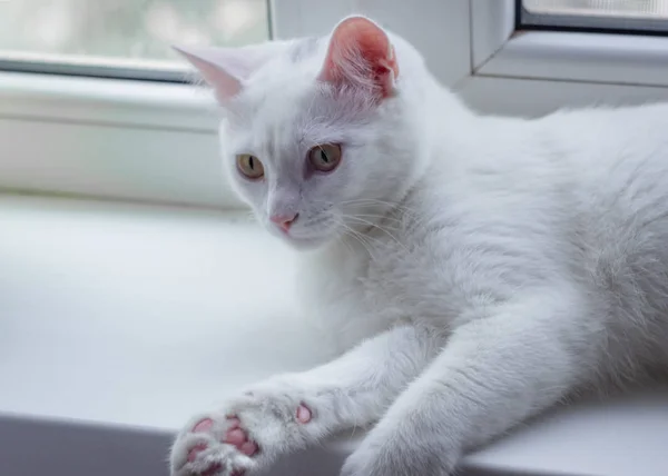 White cat at home. The white cat is watching. Lies on the windowsill