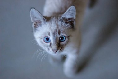 Mavi gözlü beyaz bir kedi yavrusu