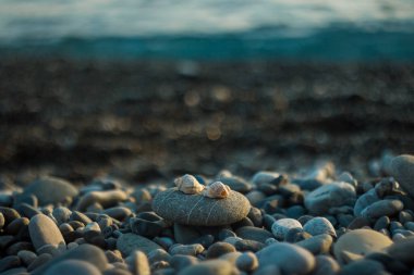 Karadeniz kıyısında çakıl taşı plajı, ön planda yuvarlak bir taş ve iki deniz kabuğu; bulanık arkaplan