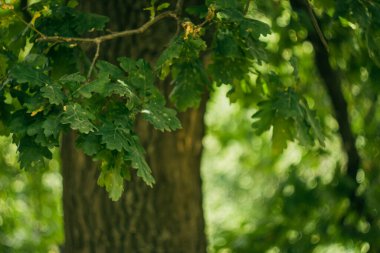 Ağaçta meşe ağacında meşe palamudu yakın plan; bulanık yeşil doğa arka plan