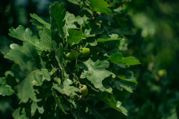 木の上のオークの葉のクローズアップ ぼやけた緑の自然背景 — ストック写真