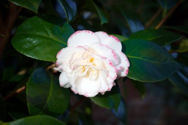 Japon Kamelya. Kamelya japonica. beyaz ve pembe çiçek.