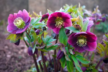 yeşil bahçede mor hellebore çiçek.