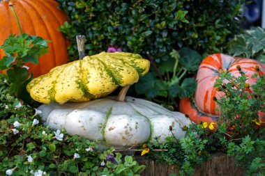 Taze çeşitli kabak ve kabak boxwood arasında bir sonbahar bahçesinde.