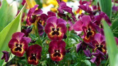 Viyola wittrockiana, bahar bahçesinde pansy çiçekler