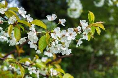 İlkbaharda beyaz kiraz ağacı dalları.