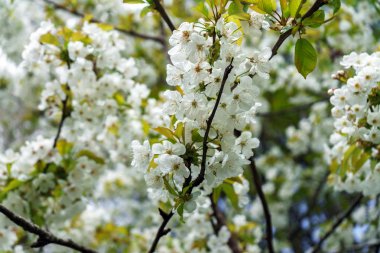 İlkbaharda beyaz kiraz ağacı dalları.