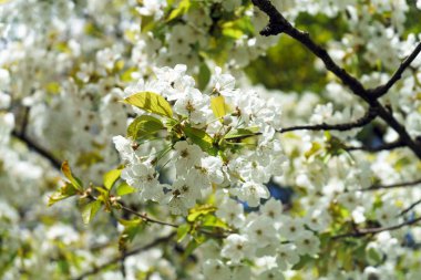İlkbaharda beyaz kiraz ağacı dalları.
