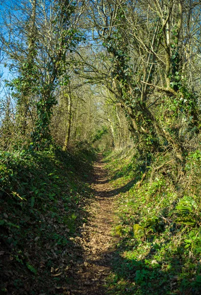 Sendero por bosques ingleses típicos en primavera . —  Fotos de Stock