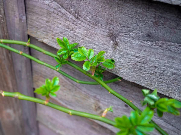 Klimmen Rose tak bezaaid met groene spruiten in de lente. — Stockfoto