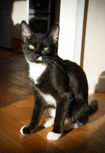 Gato blanco y negro con ojos verdes sentados al sol . — Foto de Stock