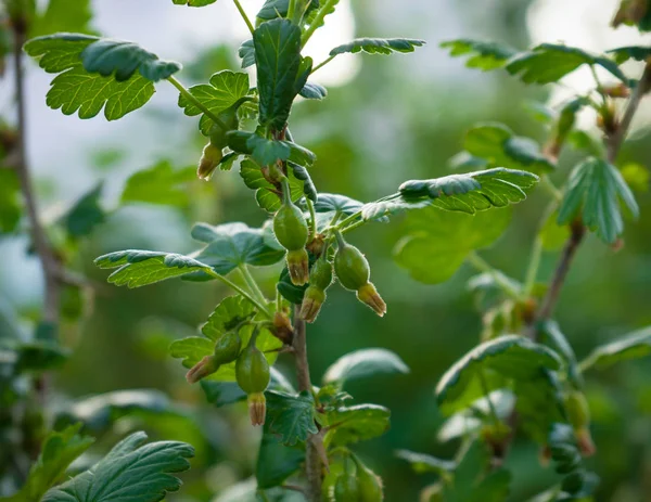 Gren av jostaberry med gröna bär på våren på suddig bakgrund. — Stockfoto