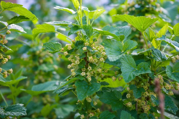 Bush of black currant with flowers in spring garden. — Stock Photo, Image