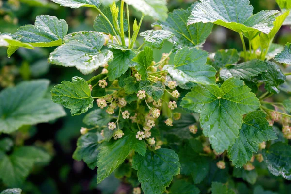 Bush of black currant with flowers in spring garden. — Stock Photo, Image