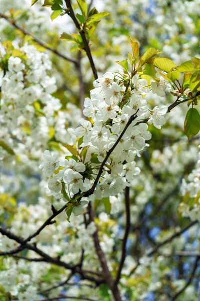 white cherry tree branch flowers in spring.