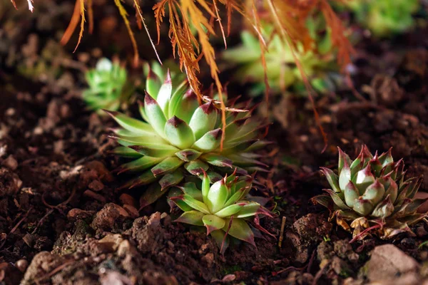 Houseleek för Sempervivum plant i natten — Stockfoto