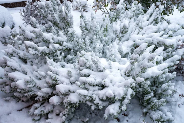 Rosmarin buske på vintern täckt med snö. Stockbild