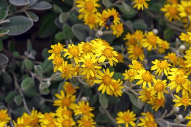Brachyglottis Greyi 'nin sarı çiçekleri, Senecio greyi olarak da bilinir..