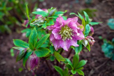 Purple violet Helleborus flowers blooming in early spring in the garden clipart