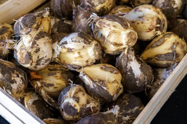 allium plant bulbs in wooden busket on street market