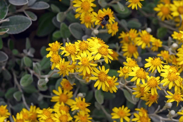 Yellow flowers of Brachyglottis greyi, also called Senecio greyi, with the common name daisy bush. — Stock Photo, Image