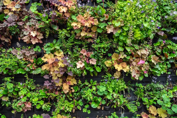 정원 센터 또는 식물 보육에서 판매하는 냄비에 식물과 꽃. — 스톡 사진