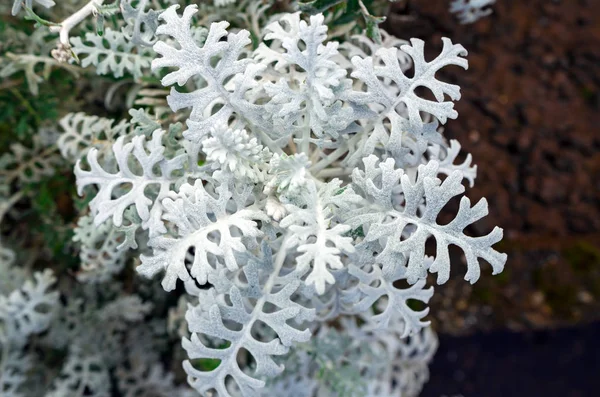 Güzel dekoratif gümüşyyyon lu kıvırcık yaprakları süs bitki Jacobaea maritima Senecio — Stok fotoğraf