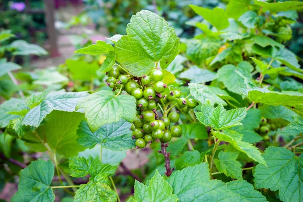 Blackcurrant ripening on branch in summer garden. — Stock Photo, Image