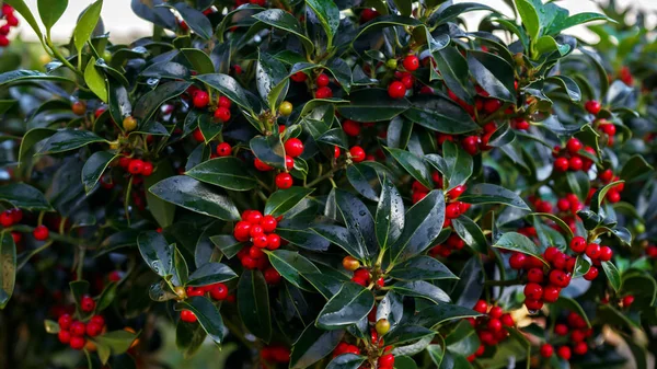 Red holly tree with berries in garden