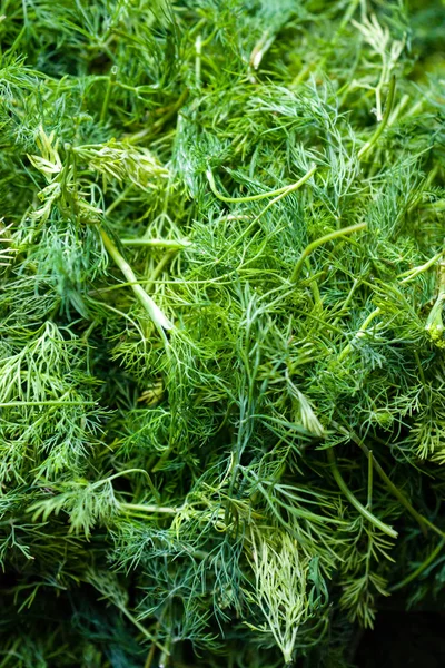 Fresh green dill grow up in garden — Stock Photo, Image