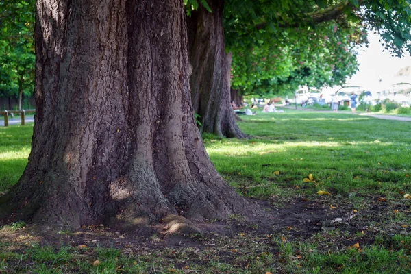 Chestnut trädstam i sommarträdgård Park Royaltyfria Stockbilder