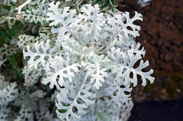 Vackra dekorativa silvliga Wooly lockiga blad prydnadsväxt jacobaea maritima Senecio Stockbild