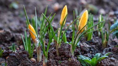 Bahçede yetişen sarı Crocus Çiçekleri Topraktan gelen yağmur damlalarıyla.