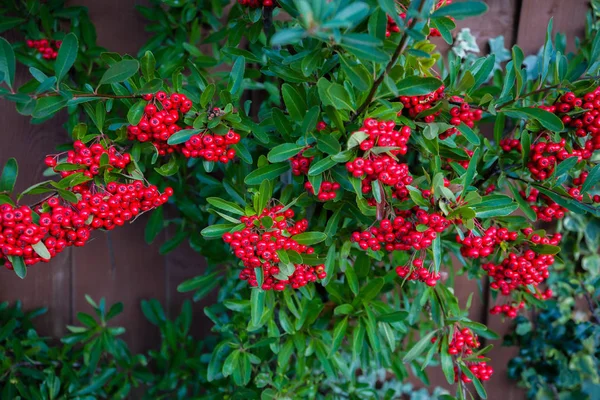 Bagas vermelhas brilhantes de bearberry cotoneaster, dammeri com folhas verdes . — Fotografia de Stock