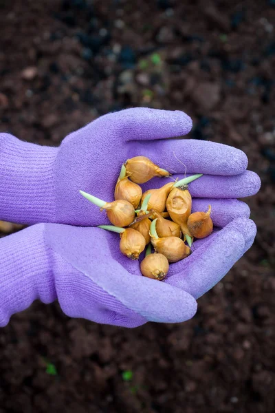 Iris lökar i trädgårdsmästare händer i handskar redo att planteras. Stockbild