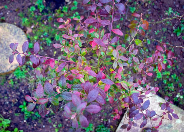 Hojas de arándano multicolor en el jardín de otoño — Foto de Stock