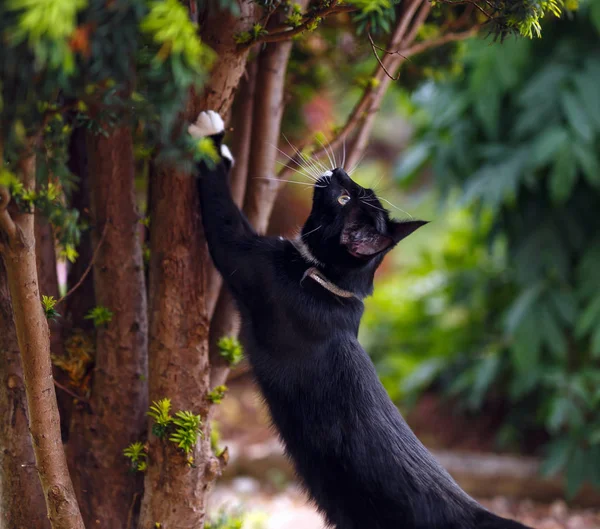 Gato preto afia suas garras no teixo árvore . — Fotografia de Stock